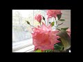 DIY A Simple Garden Roses Centerpiece From Garden To Table