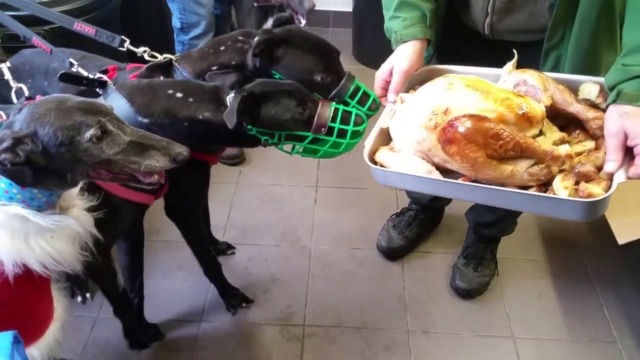 Christmas Lunch at the kennels 2016