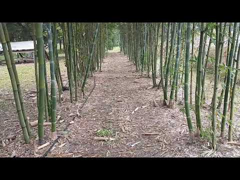 Bamboo Nursery com Bambusa Oldhamii Partial Inventory