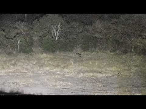 Djuma: Hyena- 05:05 - 09/05/18