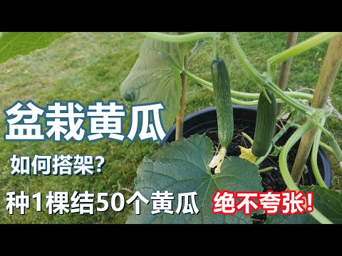 , title : '盆栽黄瓜高产, 搭架方法, 注意事项 夏天种什么 Planting cucumber in container'