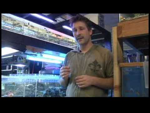 Pet Fish & Aquarium Care Tips : How to Care for Betta Fish