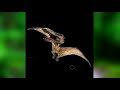 Ptrectadactyl Lights Out By Snowdablizzard MEME