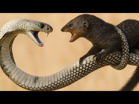 Sogar die Königskobra hat Angst vor diesem Schlangenkiller | Schockierender Tierkampf enthüllt!
