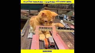 Download lagu പൂച്ചകളും കുഞ്ഞു Trainകളും നിറഞ്ഞ Hotel | Ashik Uncovered | #shorts mp3 Download lagu പൂച്ചകളും കുഞ്ഞു Trainകളും നിറഞ്ഞ Hotel | Ashik Uncovered | #shorts mp3