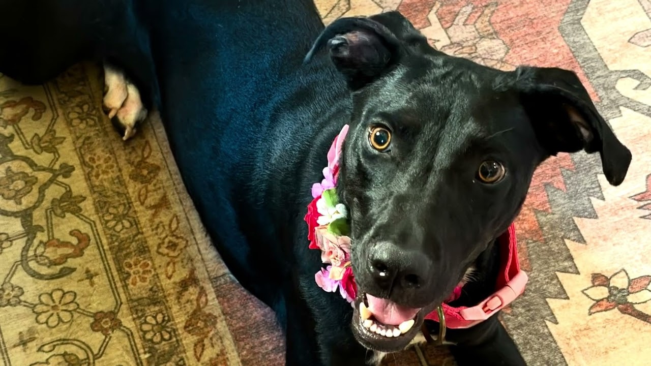 Enlarge Maggie, a Adoptable mixed breed in Warwick, RI video 2/6
