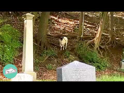 Woman Spotted A Lonely Sheep In A Cemetery. She Finally Met Her Herd | Cuddle Buddies