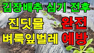 김장배추심는방법 2가지 / 김장배추심는시기 / 배추 벼룩잎벌레, 진딧물예방법