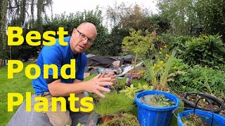 Best Pond Plants For Sale, The time to buy aquatic plants