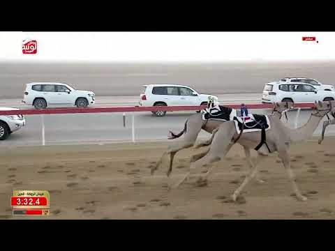ش 2 (كفو) لـ خليفه سلطان بالرشيد السويدي 6:07:24 ، مهرجان العين 2026/09/16 إيذاع الروضة