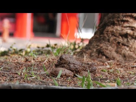 Araras vai multar quem não recolher fezes de animais