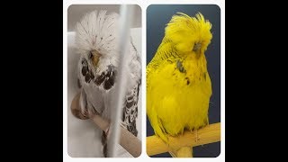 DANIEL LÜTOLF'S AVIARY VISIT 2018