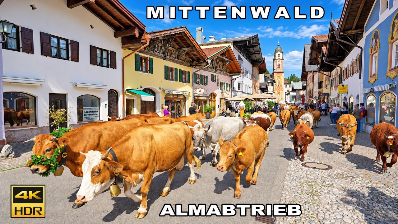 Mittenwald Almabtrieb ( Viehscheid ) Germany 2026 🇩🇪 | Decorated Cows & Traditional Clothing 4K