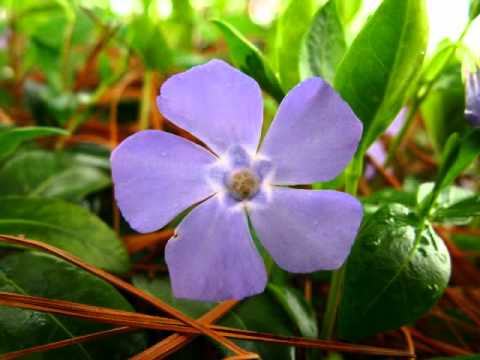 Barvinok - Ked bi carni ocka