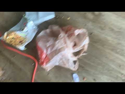 Severe Cockroach Infestation in Somerset, NJ