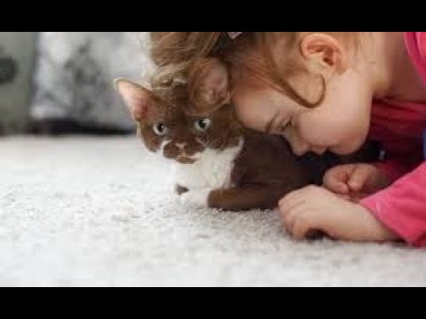 Can Cats Improve Social Skills In Kids With Autism?