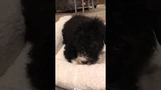 Video preview image #3 Bordoodle Puppy For Sale in CRESTON, OH, USA