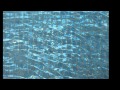 Pool Diving Solutions Advert