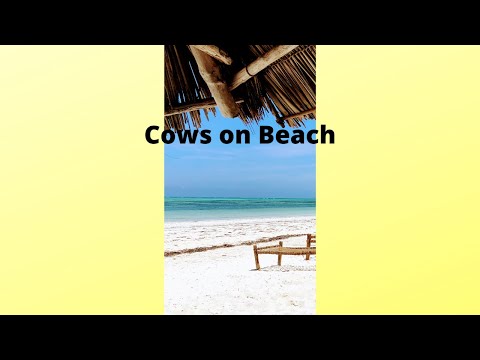 🎬Cows On The Beach #Shorts