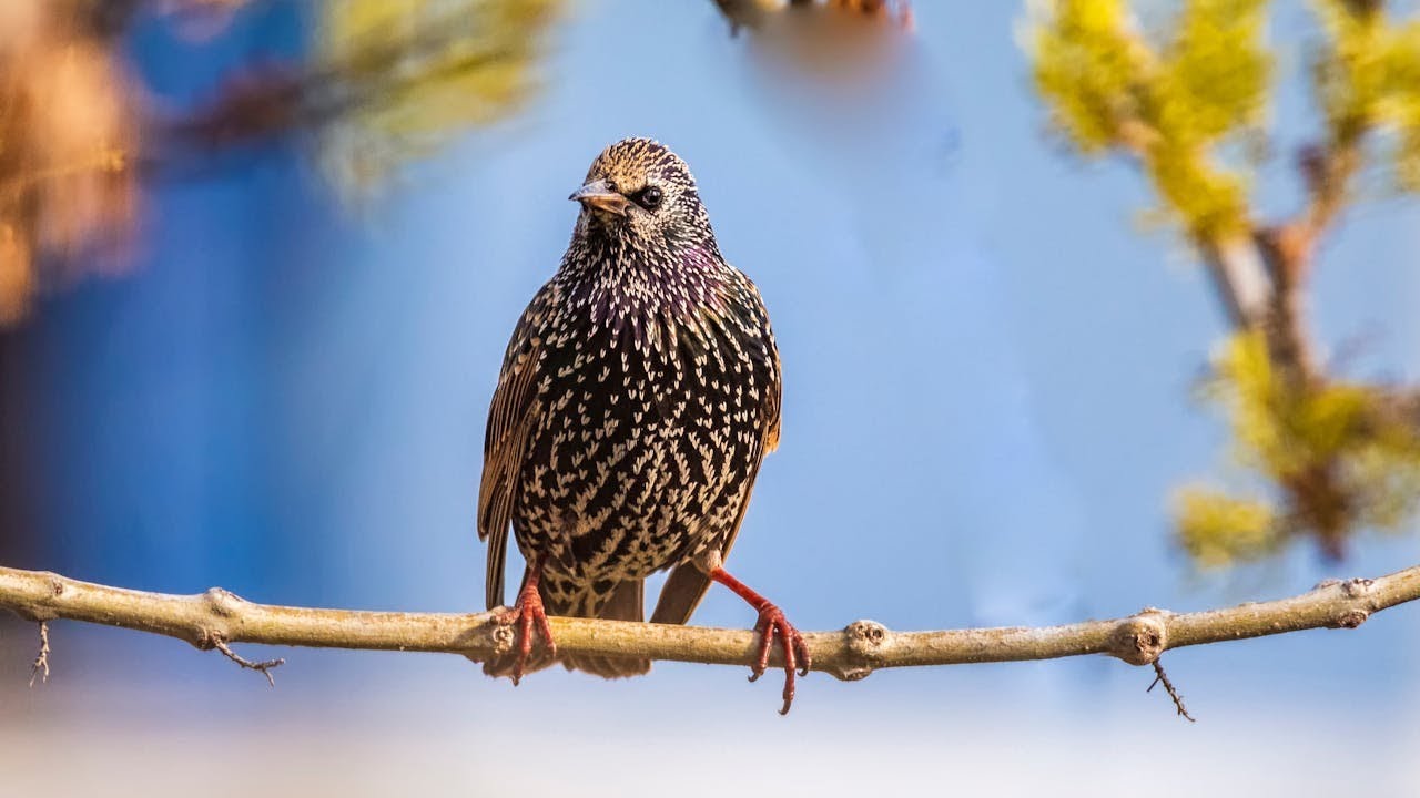 What Bird Lays Blue Eggs? 🥚🐦