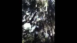Spanish moss swaying in the breeze
