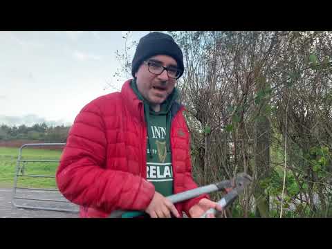 First Shillelagh of the Blackthorn Cutting Season