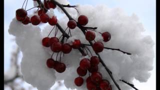 Tori Amos - Snow Cherries from France Lyrics in description