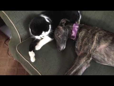 Cats and Dogs Sleeping Together
