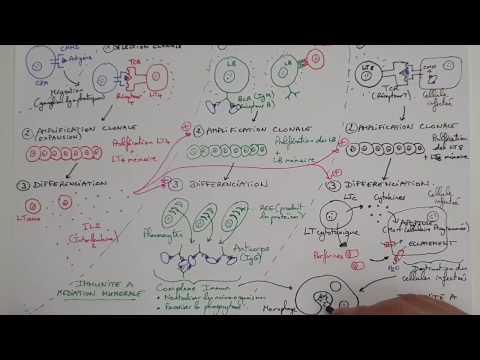 [eSVT] The adaptive (or acquired) immune response: the RIA