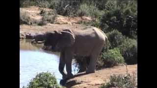 preview picture of video 'An elephant in Addo Elephant National Park, South Africa'