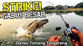 Download lagu Hungry Monster Snakeheads at Tomang Lake | Tomang Lake Big Snakehead Casting Spot mp3