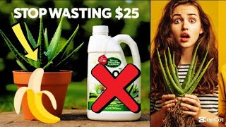 Stop Doing THIS To Aloe Its Burning Roots And Wasting Money