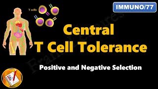 Central T cell Tolerance - Positive and Negative Selection (FL-Immuno/77)