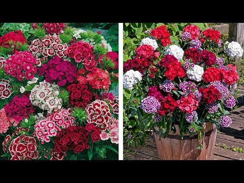 How to Plant Dianthus Barbatus (Sweet William): Winter/Spring Guide
