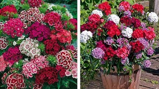 Jeff Plants Dianthus barbatus / Sweet William: How to plant Winter/Spring Bedding