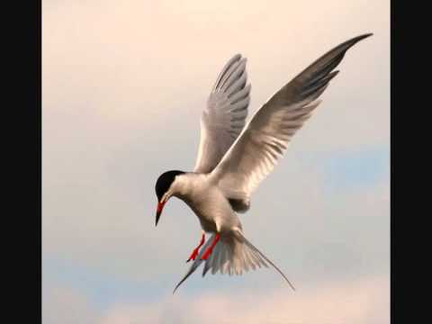 volarás... volaré...