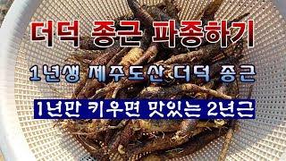 [텃밭농부 1,834]  1년생 제주도산 더덕. 종근 파종 방법. #더덕재배
