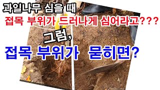 과일나무 심을 때 접목 부위가 드러나게 심어라? 그럼, 접목부위가 묻히게 심으면 어떤 일이 일어나는가?( 과…