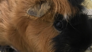 俺たちのサバイバル日記