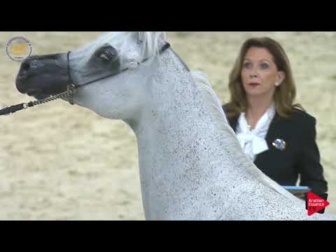 N 108 SALWA AL ZOBAIR   Dubai 2019   Mares 10 years and more