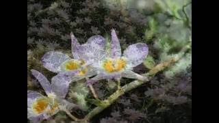 preview picture of video 'Hoàng Thảo Nghệ Tâm ( Thạch hộc duyên dáng) - Dendrobium loddigesii'