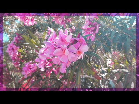 JTR ALANIA - DINAMITI