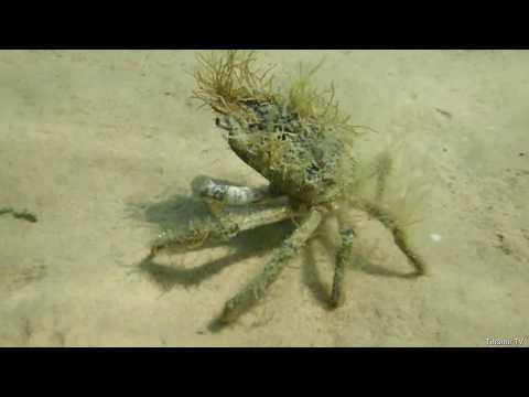 TIHOMIR TV - RAKOVICA (Official Educational Video)