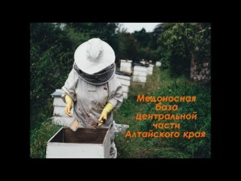 Медоносная база центральной части Алтайского края.