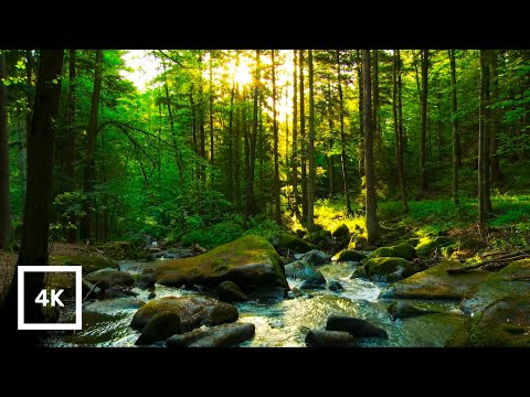 Forest Stream Sounds with Birdsong | Relaxing Nature Sounds for Meditation | 4K Woodland Ambience