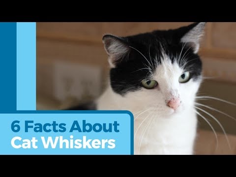6 Awesome Facts About Cat Whiskers