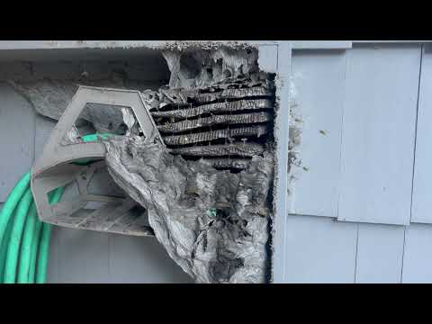 Large Yellow Jackets Nest Found in the Hose Cabinet in Hopewell, NJ