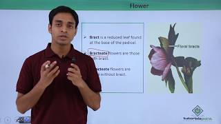 Class 11th – Flower – Introduction | Morphology of Flowering Plants | Tutorials Point