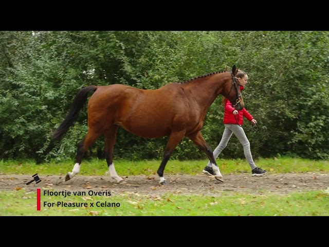 Floortje van Overis Z