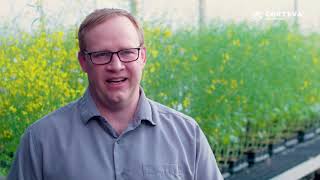 Corteva - Clubroot Q&A Video